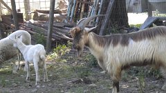 DSCN1136