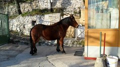 SAM_0131