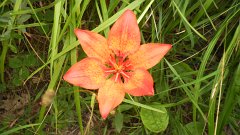 SAM_0827