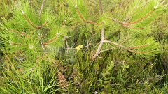 SAM_0834
