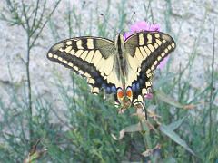 DSCN0741
