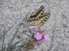 P8190030