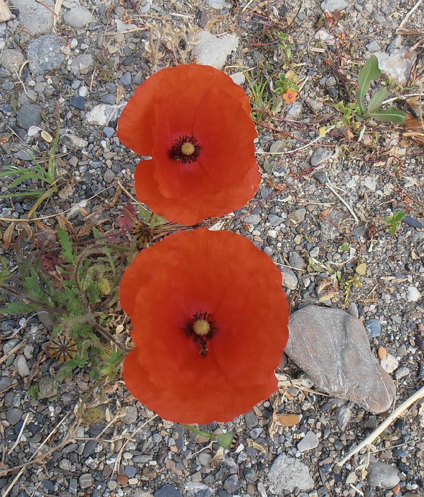 P5270119.JPG