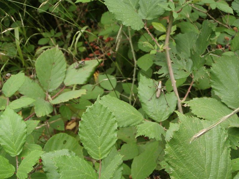 P7130054.JPG