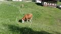SAM_0052
