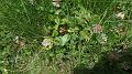 SAM_0183