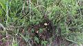 SAM_0375