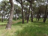 SAM_0206.JPG
